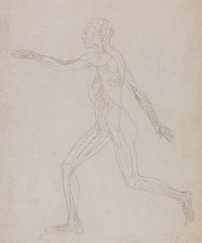 A Comparative Anatomical Exposition of the Structure of the Human Body with that of a Tiger and a Cow by George Stubbs